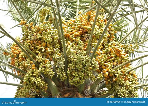 Closeup of the Varied Dates in a Tree Stock Image - Image of palmtree ...