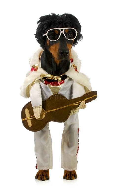 Singing dog stock photo. Image of performance, instrument - 28142010