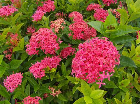 File:Ixora coccinea (Rubiaceae).jpg - Wikipedia