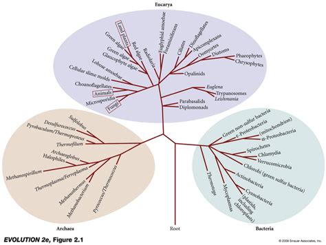 3 Domains of Life | Pie chart, Chart, Diagram