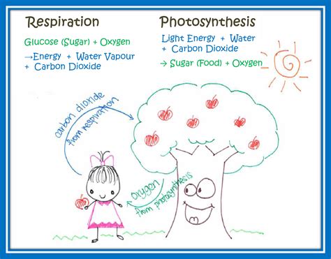 Photosynthesis And Respiration Difference