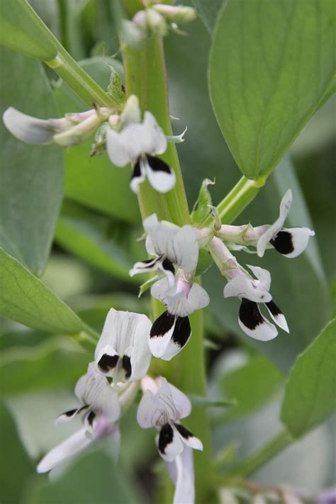 Fava bean flowers. Fort garden, Vancouver, Washington. 05/2020 ...