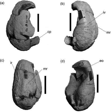 Left tympanic bulla of Balaenopteridae indet. (sp. 1) (SAM-PQHB-793)... | Download Scientific ...