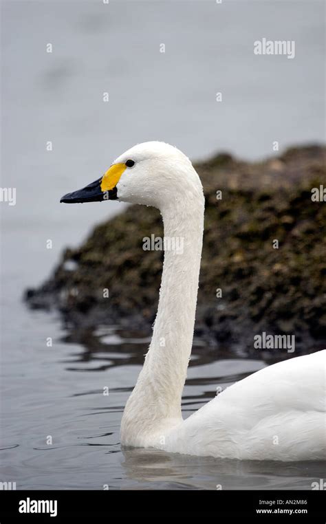 Bewick swan migration hi-res stock photography and images - Alamy