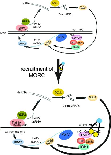 Working model of MORC proteins. A working model of MORC proteins in ...