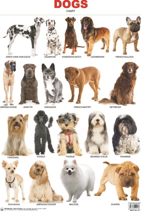 Dogs, Dog breeds and Charts on Pinterest