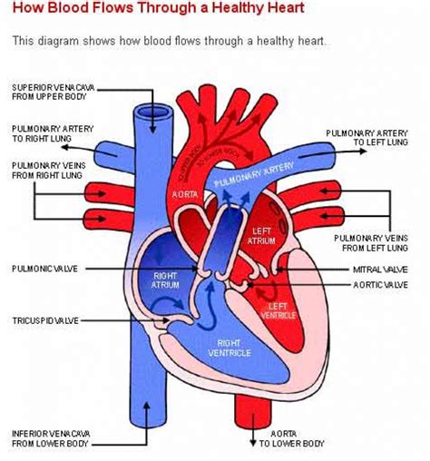 Heart Diagram Sketch at PaintingValley.com | Explore collection of ...