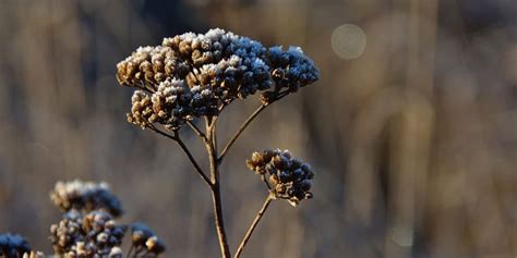 Pink Yarrow Flower Essence Meaning | Best Flower Site