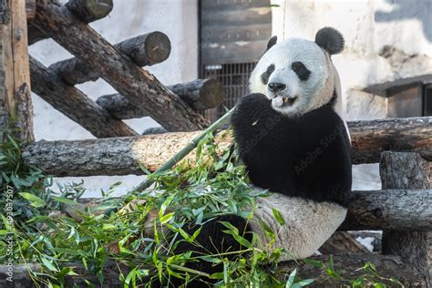 hungry Panda eating bamboo stems. cute Panda eating lunch Stock Photo ...