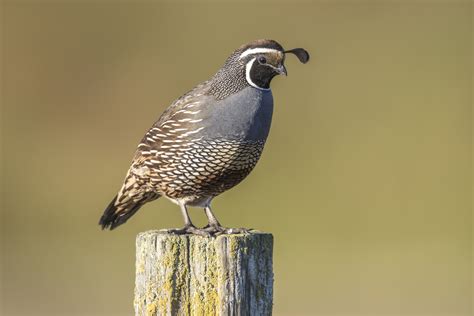 California Quail