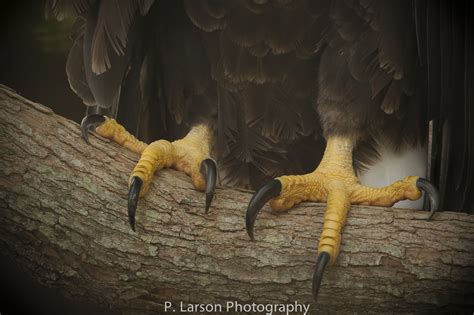 Bald Eagle Claw Closeup by Paul Larson / 500px