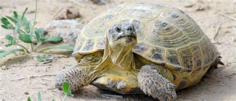 Russian Tortoise - A-Z Animals