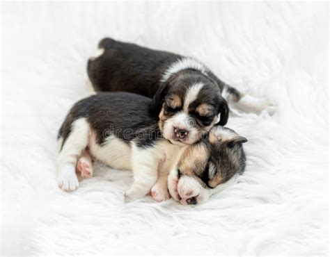 Little Beagle Pups, Sleeping Stock Image - Image of doggy, animal ...