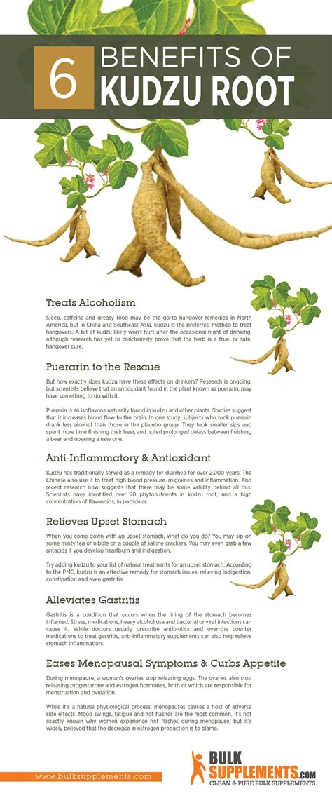 Kudzu Root. Natural Digestive Support. Science-Backed Solution ...