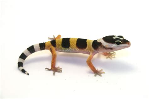 Archivo:Juvenile-leopard-gecko-2.jpg - Wikipedia, la enciclopedia libre