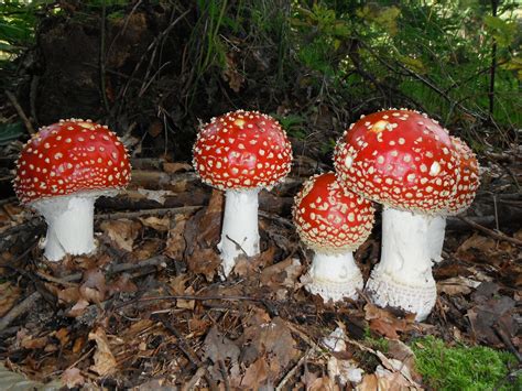 Free Images : red, fungus, mushrooms, toadstools, fly agaric, bolete ...