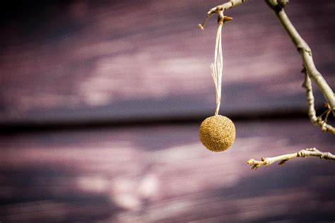 Sycamore Seed Pod Photograph by Caitlin Dahl | Pixels