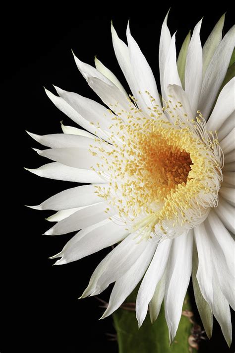 Night Blooming Cereus Cactus Flower by Danishkhan