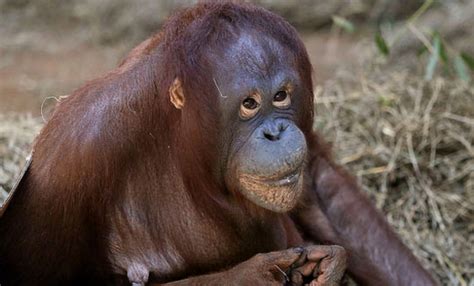 Baby orangutan born at National Zoo (Photos) - WTOP News