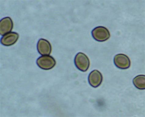 Sustainable Mycology: Chaetomium spp.