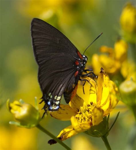 New Jersey’s First Great Purple Hairstreak Since….? | South Jersey Butterfly B/Log