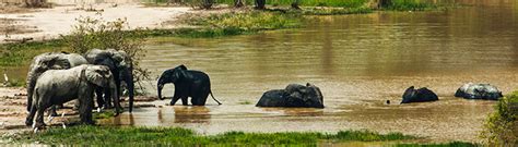 Mole National Park - Northern Region of Ghana, West Africa