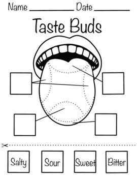 Taste Buds Diagram For Kids