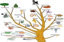 Macroevolution ( Read ) | Biology | CK-12 Foundation