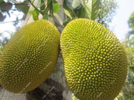 Exotic Durian Fruit Seeds Pack Of 5 - BestSeedsOnline.com - Free Shipping Worldwide