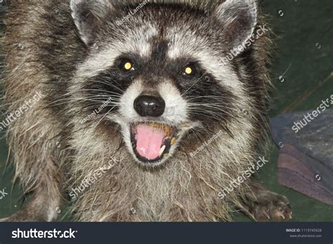 Raccoon Stealing Cat Food On Denman Stock Photo (Edit Now) 1119745928