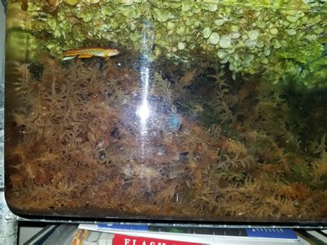 Aphyosemion fellmani in a long fiber sphagnum peat moss tank : r/killifish