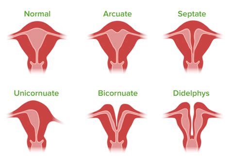 Proliferationsphase Uterus