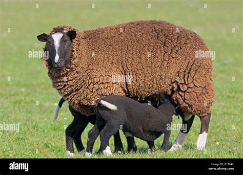 Zwartbles sheep suckling lambs Stock Photo - Alamy