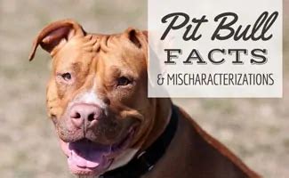 Pit Bull Facts: Lifespan, Types, Size, Temperament, Gear & More