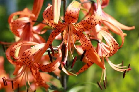 Tiger Lily Meaning in the Language of Flowers - Petal Republic