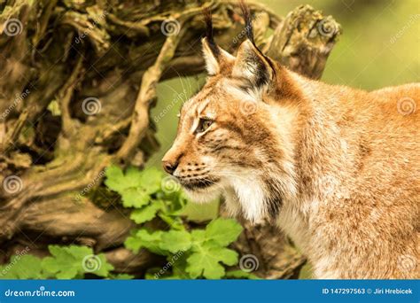 Close Up Portrait of European Lynx Resting in Spring Landscape in Natural Forest Habitat, Lives ...