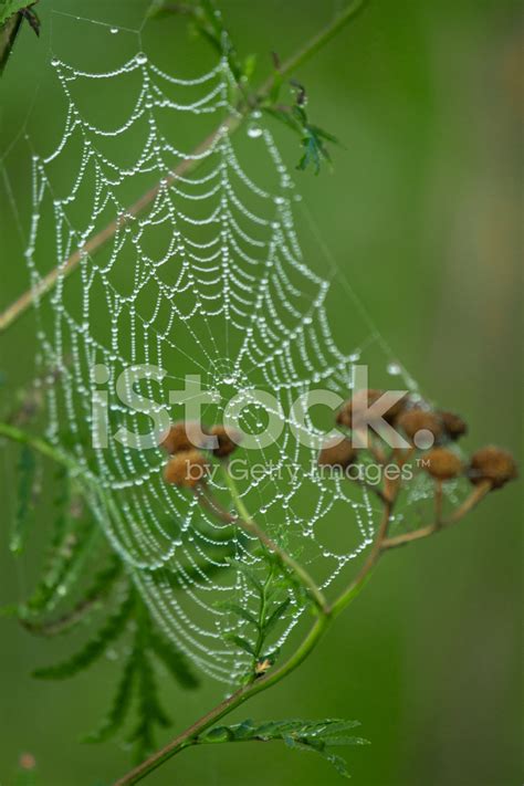 Spider Web Stock Photo | Royalty-Free | FreeImages