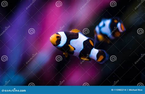 Ocellaris Clownfish in Marine Tank Stock Photo - Image of clownfish ...