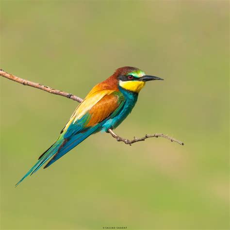 European bee-eater by Sajjad Saadat on YouPic