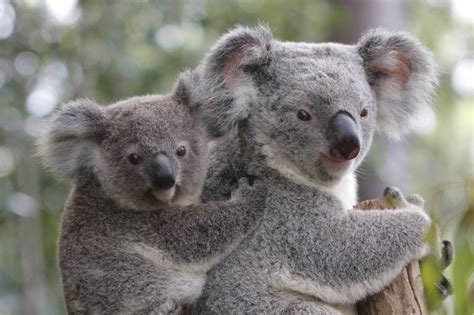 Hamilton Island Wildlife Park - Best Place to Experience Australian Wildlife