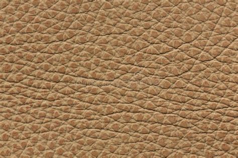 Simple Light Brown Leather Texture. Stock Image - Image of natural ...