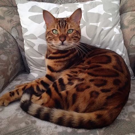 Meet Thor The Bengal Cat That Looks Half Tiger And Half Leopard