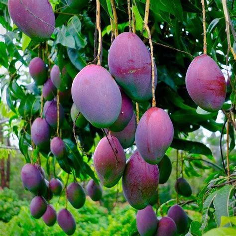 Wish you had a mango tree but worried about the size. Try an Irwin variety. They are much ...