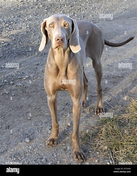 Vertical photo, hunting dog, breed Braco de Weimar, short hair, silver ...