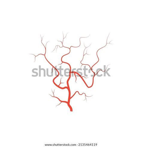 Human Red Eye Veins Anatomy Blood Stock Vector (Royalty Free ...