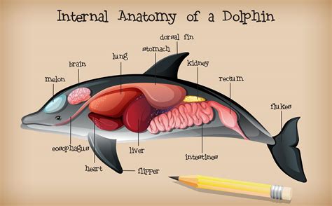 Internal Anatomy of a Dolphin 1848843 Vector Art at Vecteezy