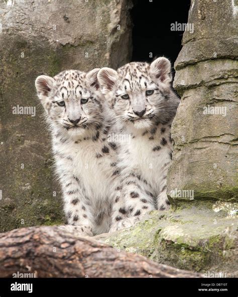 Two three-month-old snow leopard cubs Stock Photo - Alamy