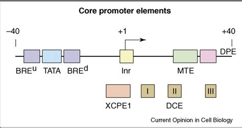 [PDF] The RNA polymerase II core promoter - the gateway to ...