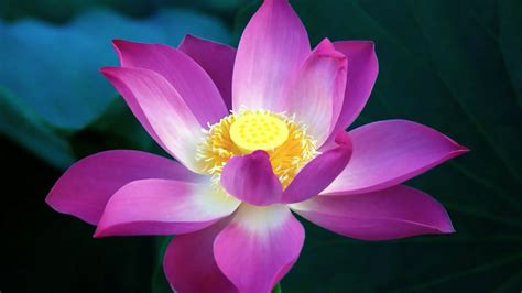 3D Pink Lotus Flower Wallpaper – Cute Wallpapers 2024