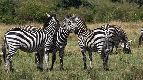 Grant's zebra - Stock Video Clip - K008/4130 - Science Photo Library